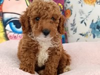 Poodle Çift Renk