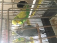 Show jumbo muhabbet kuşu