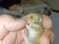 ÖZEL TÜR HAMSTER (EVCİL)