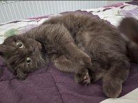 SAHİPLENDİRME ÜCRETSİZ KEDİMİZ