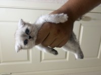 Yavru scottish fold