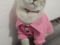 Dişi Kedi Ücretsiz