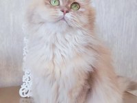 Yetişkin Dişi Cy11 British Longhair