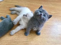Scottish ve british shorthair yavrular yuvalarını bekliyor