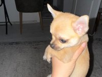 2 aylık chihuahua erkek yavrusu