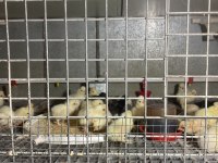 AKKUŞ ÜRETİM ÇİFTLİĞİNDEN KARIŞIK CİVCİVLER