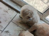 İmperial çin pekinezleri