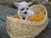 Chihuahua Dişi Yavru Elma Kafa Küt Burun