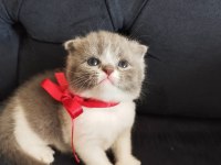 Uygun fiyatlı şecereli cins scottish fold yavruları
