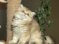Şecereli golden dişi
