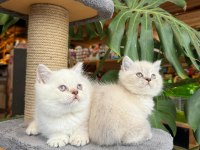 SAĞLIK VE IRK GARANTİLİ BRİTİSH SHORTHAİR