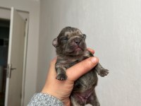 Egzotik french bulldog bebeklerimiz