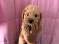 Maltipoo cinsi yavrumuz
