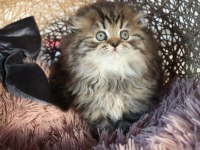 Muhteşem Scottish Fold Golden Tabby