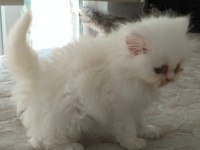 Chinchilla yavrular
