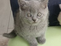 42 günlük british shorthair bayram şekerlerim