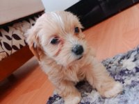 Minik maltipoo köpekler