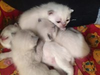 Yavru scottish fold