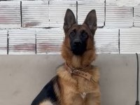 Muhteşem karakter anatomi sağlıkta alman kurdu