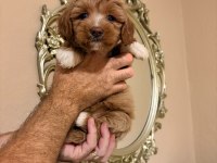 MINIK POODLE KURABIYELER