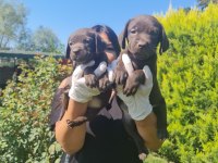 Çikolata labrador yavrularım