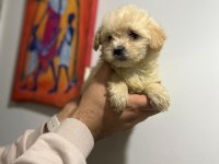 Her Renk Maltipoo Yavrumuzu Canlı Görebilirsiniz