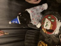 Yetişkin Erkek Siyah Pug
