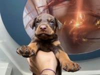 2 Aylık İhtişamlı Erkek Dişi Doberman Yavrularım