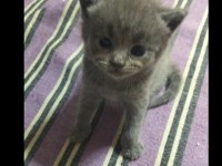 Uygundur Acil Sahiplendirme British Shorthair