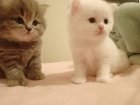 Zeka küpü british longhair