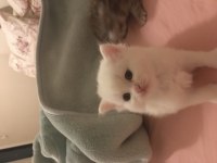 Pamuk british longhair yavrular