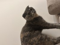 2 yaşında sakin sevimli cana yakın scottish fold