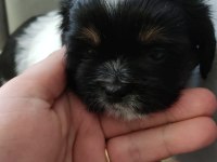 Shih Tzu Yavruları