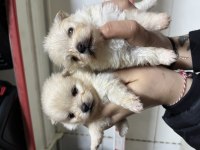 Pomeranian Spitz Bebekler