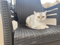 Ücretsiz Sahiplendirilecek British Shorthair