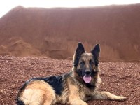 5 yaşında dişi alman çoban köpeği