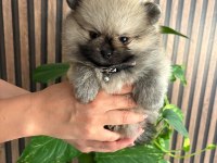 Pomeranian Erkek