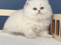 Pamuk Şeker Silver British Longhair 