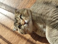 Scottish fold Kedisi Acil Satılık