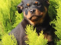 2.5 aylık safkan dişi rottweiler yavrum