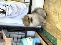 Adımız darchi pomeranian
