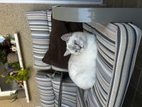 Blue point british shorthair 3 yaşında