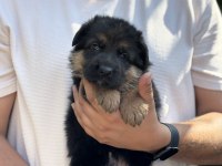 A Kalite Alman Çoban Köpeği Yavruları