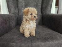 Maltipoo yavruları