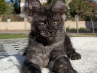Maine Coon Erkek Black Smoke Pet Şecereli