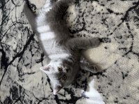British shorthair 3 aylık kedimiz