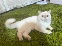 Mavi Gözlü İran Kedisi