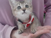 Black golden british shorthair yavrumuz
