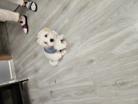 Dünya güzeli orjinal maltipoo yavrum