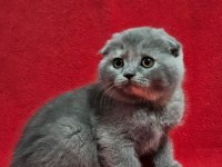 Muhteşem scottish fold bebekler